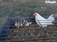 Chickens — الصورة 1