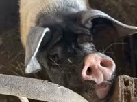 公猪, Pigs — 照片 1
