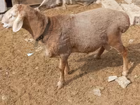Widder, Katum sheep — Foto 2
