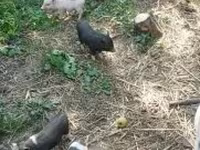 Schweine (Partie, Geschlecht nicht angegeben), Вьетнамская вислобрюхая — Foto 3