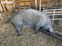 Süldőanya, Дюрок — 5. fotó