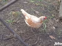 Chickens — 照片 5