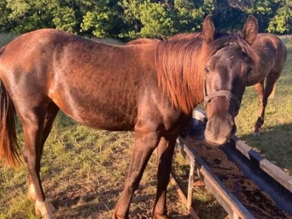 Hing, Black Sea breed