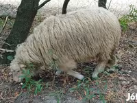 كبش, Racka sheep — الصورة 2