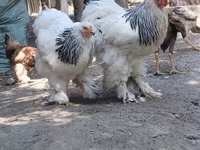 Chickens — zdjęcie 1
