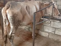 Tehén, Simmental cattle — 3. fotó