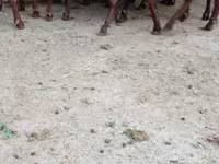 Ziege, Murcia-Granada goats — Foto 4
