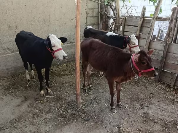 Bovinos (lote, sexo não especificado), Vaca branca de cabeça kazakh