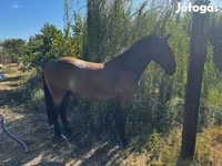 حصان, Lipizzaner — الصورة 5