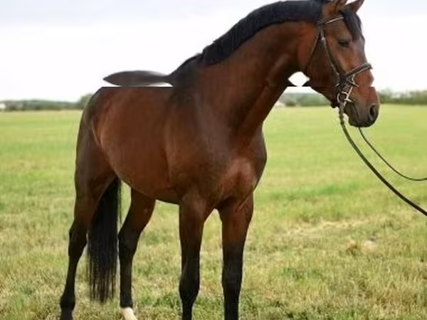 At, Thoroughbred horse