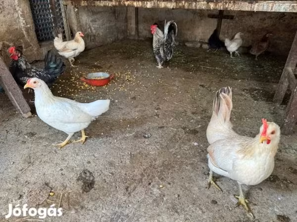 Danish hen — Hungary