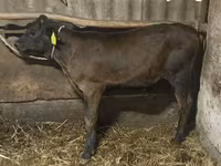 ثور, Swiss cattle — الصورة 1