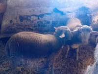 母羊, Sheep — 照片 1