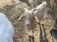 公山羊, Goats — 照片 2