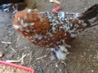 Chickens — फ़ोटो 1