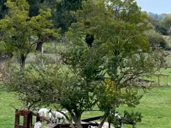 Cabra, Dutch Landrace goats