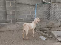 Nőstény kecske, Kamori goats — 7. fotó