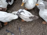 Német Pekin — 2. fotó