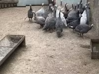 Guinea fowl — foto 1