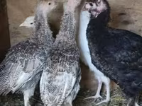Turkeys — photo 3