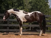 घोड़ा, Friesian — फ़ोटो 5