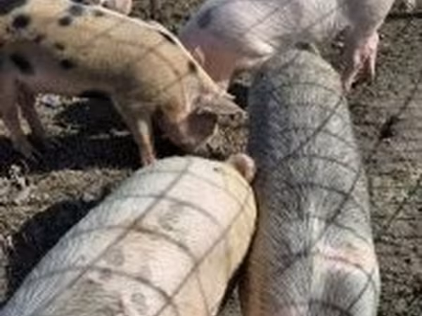 公猪, Pigs