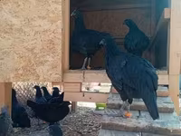 Ayam Cemani — photo 3