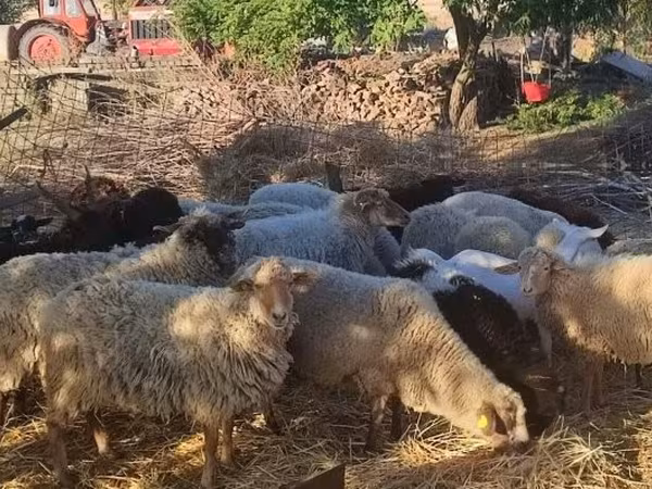 绵羊（批次，未指定性别）, Dorper sheep