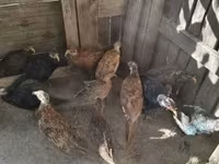 Guinea fowl — Foto 3