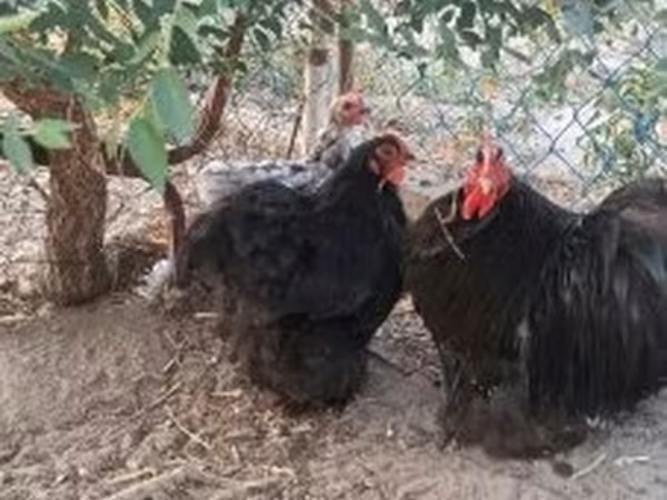 Pekin-Zwerg