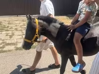 Cheval, Chevaux — photo 1