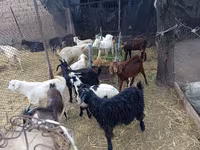 Bak, Pomellata goat — 2. fotó