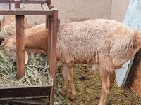 Bélier, Arashan sheep — photo 2