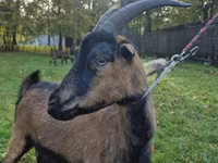 Nőstény kecske, Alpine goat — 5. fotó