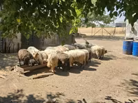 公羊, Racka sheep — 照片 3