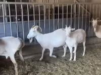 Nőstény kecske, Pomellata goat — 4. fotó