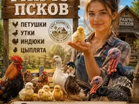 İnək, Holştin irqi — foto 3