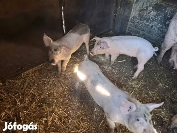 Sow, Pigs — Hungary