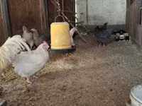 Chickens — الصورة 4