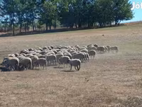 Schaf, White Suffolk sheep — Foto 3