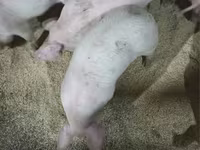 Pigs (batch, sex not specified), Крупная белая — photo 4