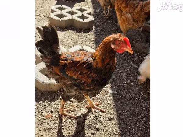 Chickens — Hungary