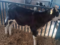 Kuh, Aberdeen-Angus — Foto 4