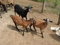 公山羊, Goats — 照片 2