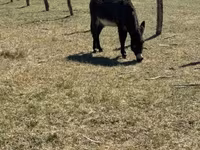 घोड़ा, Kerry Bog Pony — फ़ोटो 3
