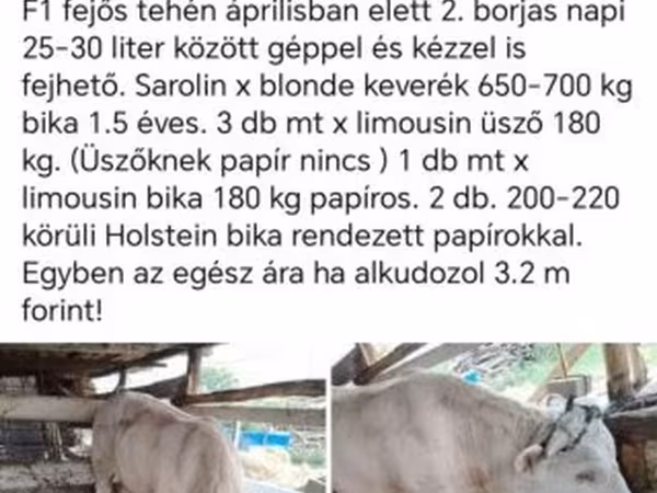 Szarvasmarha (tétel, nem megadva), Szarvasmarhák