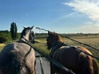 Kanca, Dutch warmblood horse — 1. fotó