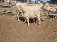 ثور, Charolais cattle — الصورة 6