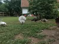 Turkeys — foto 1