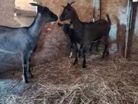 عنزة, Alpine goat — الصورة 2